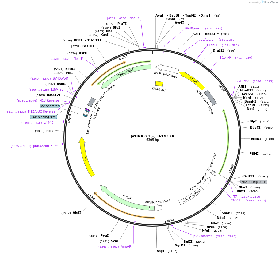 87061-plasmid-map-sequence-id-173208