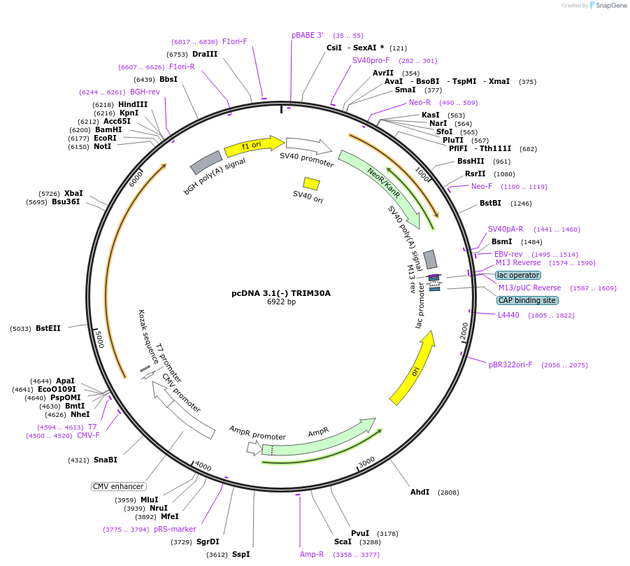 87081-plasmid-map-sequence-id-173211