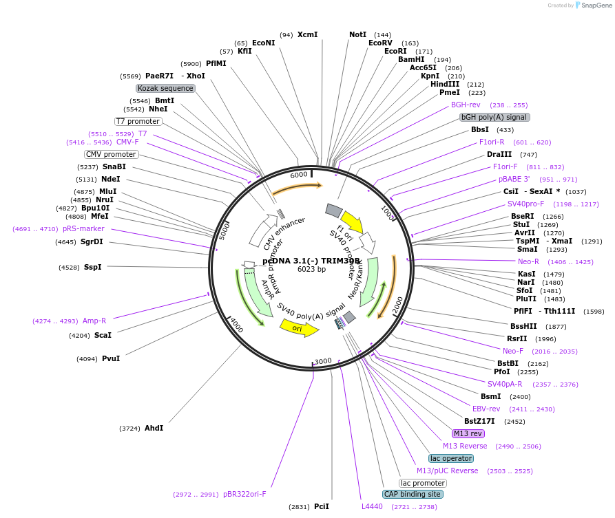 87082-plasmid-map-sequence-id-173218