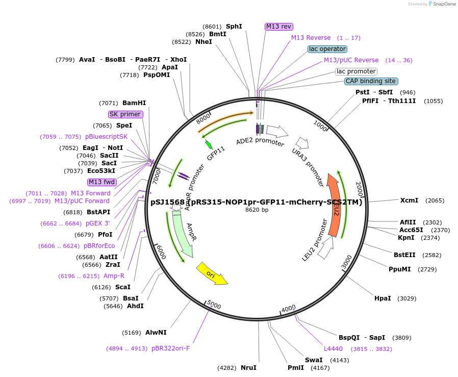 86416-plasmid-map-sequence-id-173220