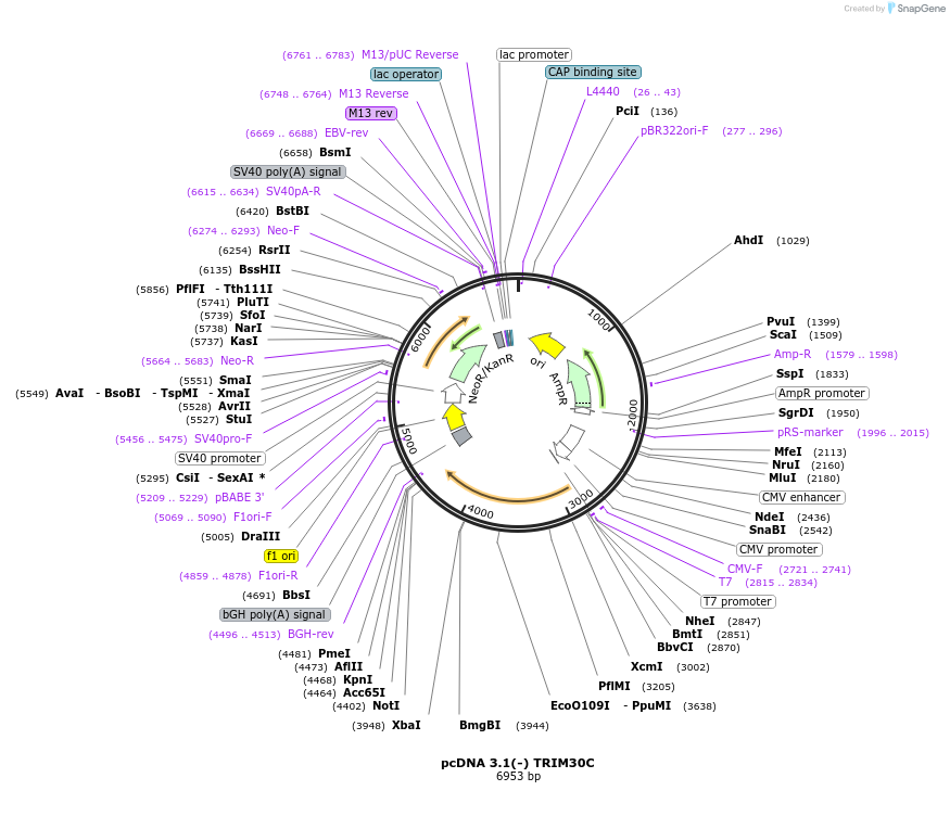 87083-plasmid-map-sequence-id-173221