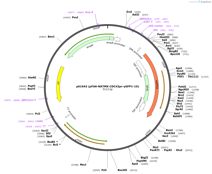 86420-plasmid-map-sequence-id-173223