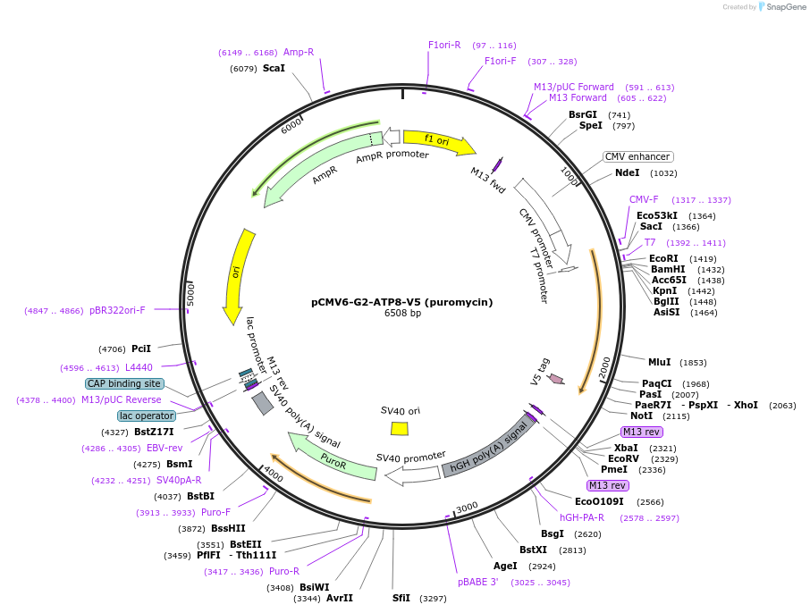 86852-plasmid-map-sequence-id-173225