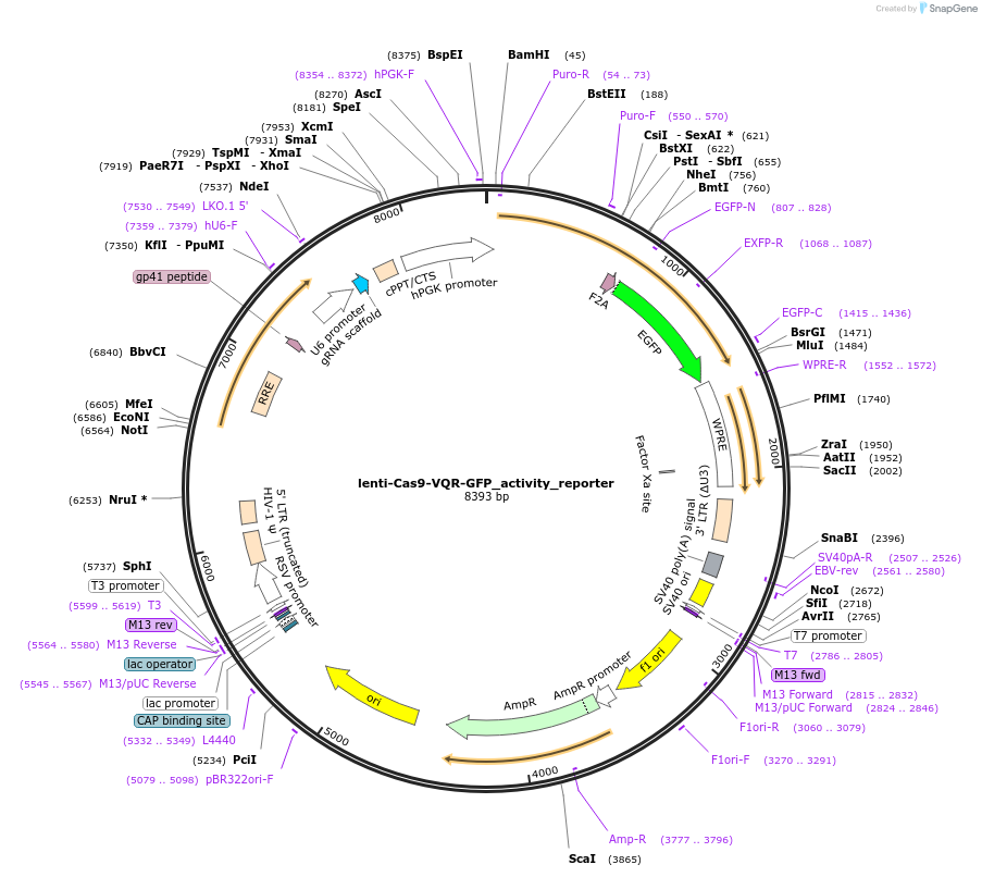 87156-plasmid-map-sequence-id-173226
