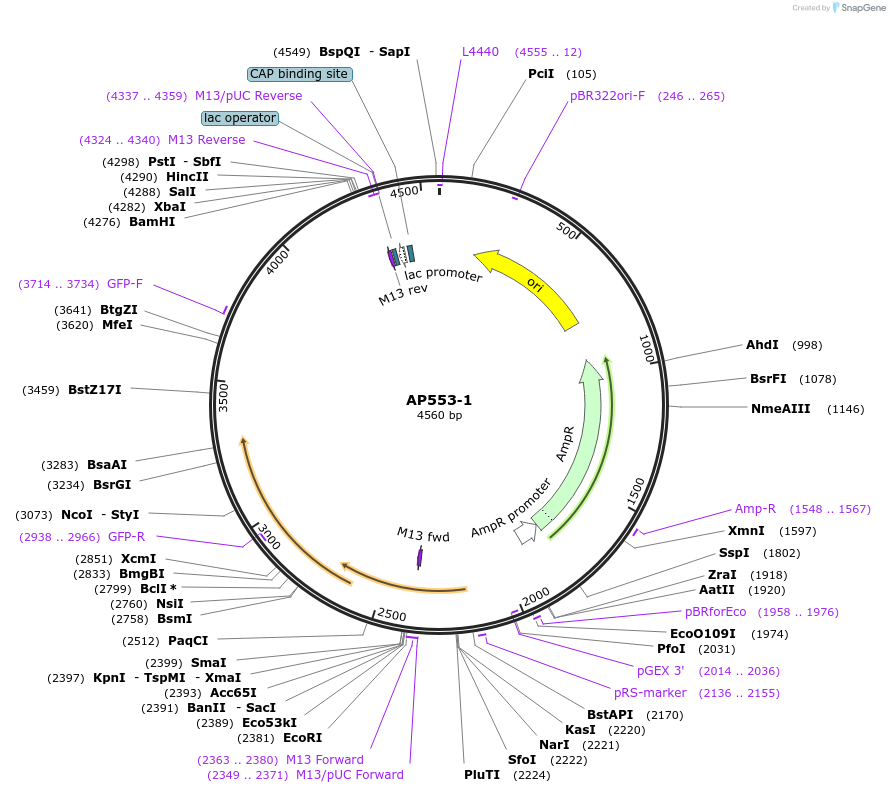 87240-plasmid-map-sequence-id-173227