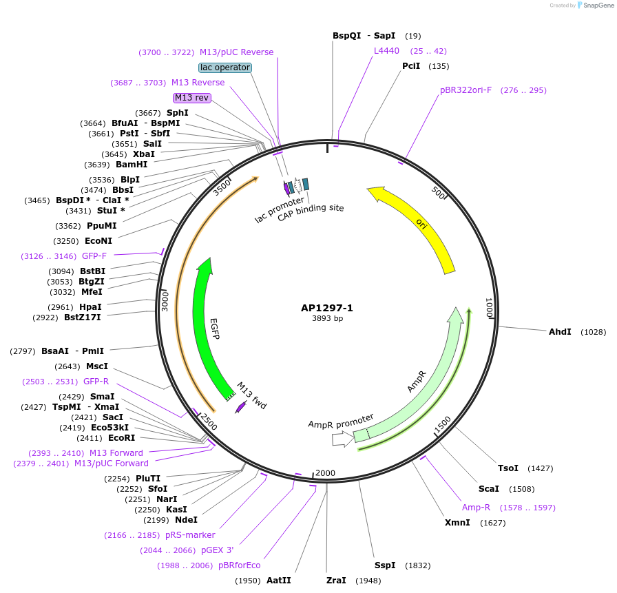 87247-plasmid-map-sequence-id-173228