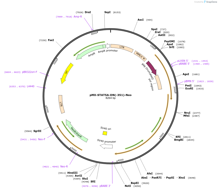 83249-plasmid-map-sequence-id-173238