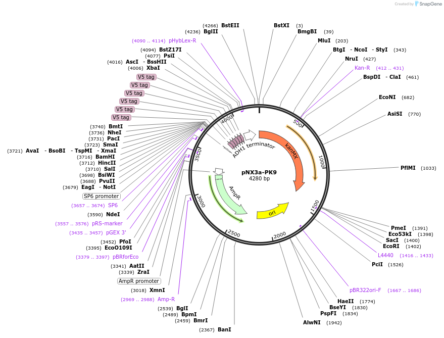 78356-plasmid-map-sequence-id-173240