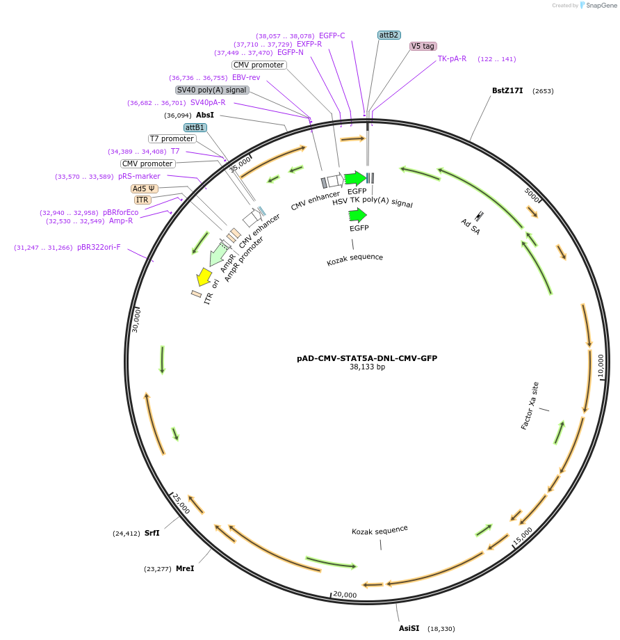 83253-plasmid-map-sequence-id-173249