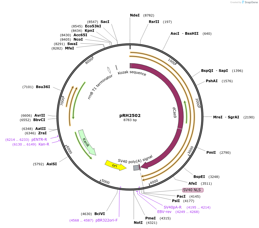 84379-plasmid-map-sequence-id-173256