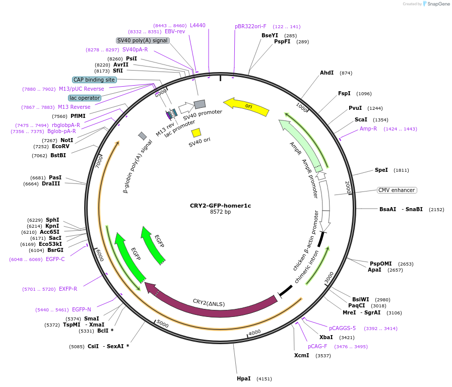 89442-plasmid-map-sequence-id-173257