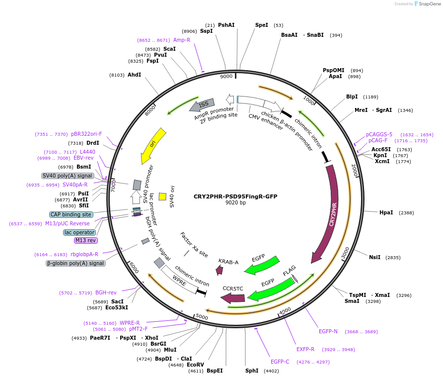 89443-plasmid-map-sequence-id-173258