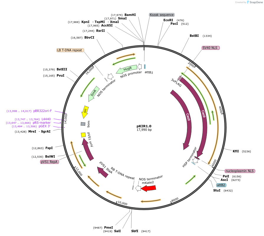 86409-plasmid-map-sequence-id-173269