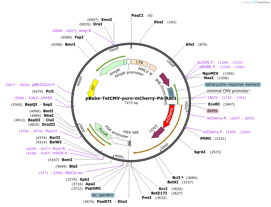 22035-plasmid-map-sequence-id-173272