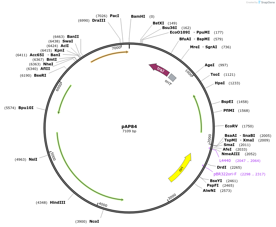 86554-plasmid-map-sequence-id-173277