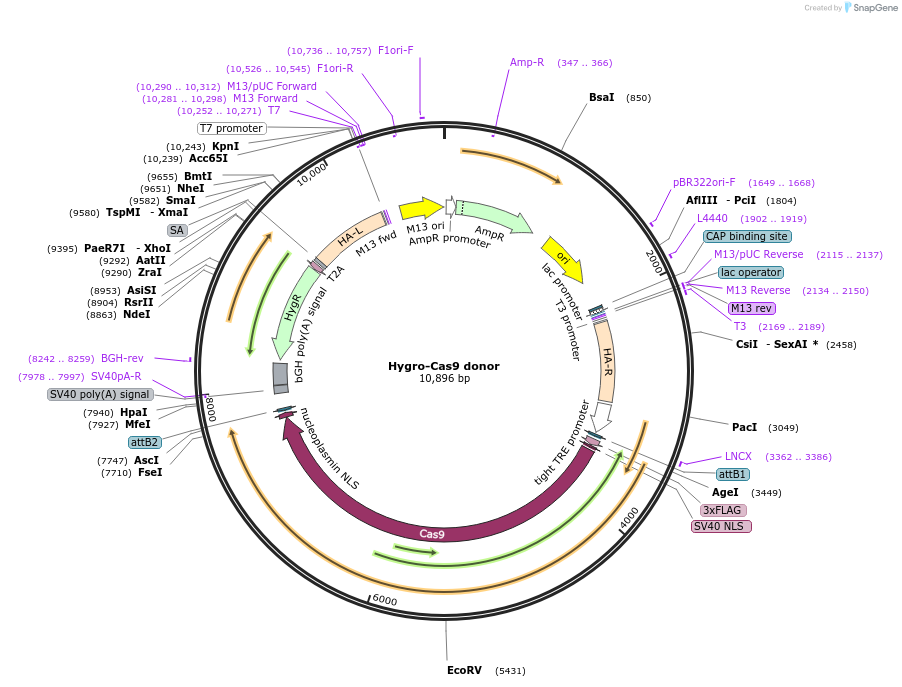 86883-plasmid-map-sequence-id-173280