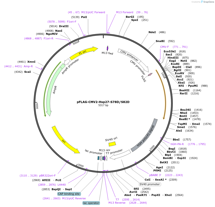 85187-plasmid-map-sequence-id-173286