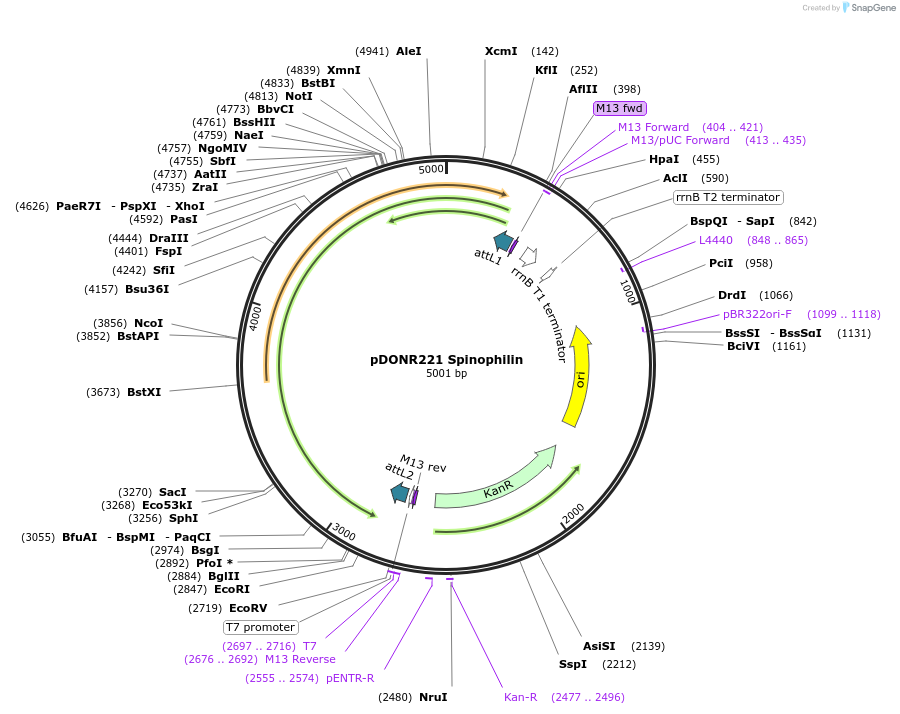 87123-plasmid-map-sequence-id-173288