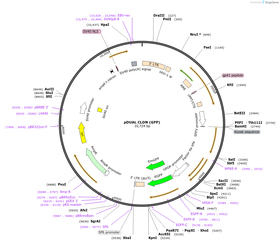 86981-plasmid-map-sequence-id-173292