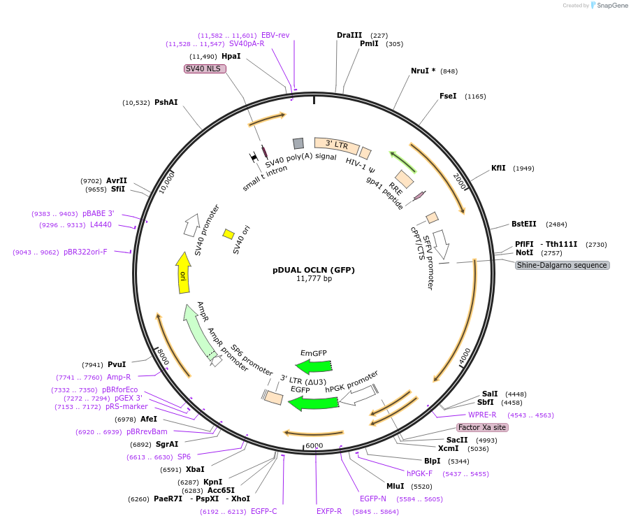 86982-plasmid-map-sequence-id-173293