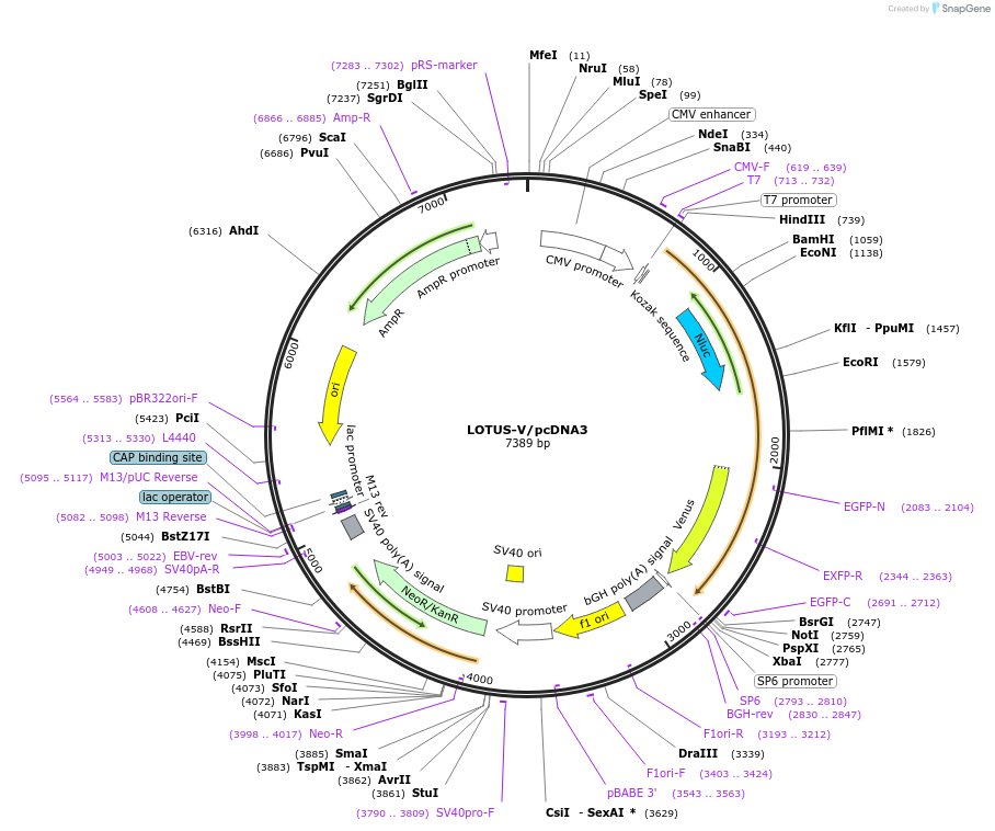87127-plasmid-map-sequence-id-173296