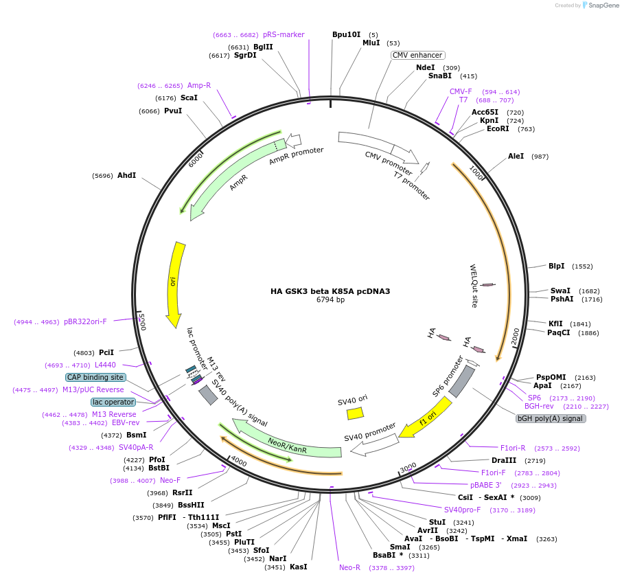 14755-plasmid-map-sequence-id-173311