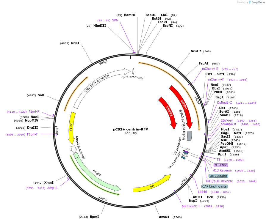 26753-plasmid-map-sequence-id-173314