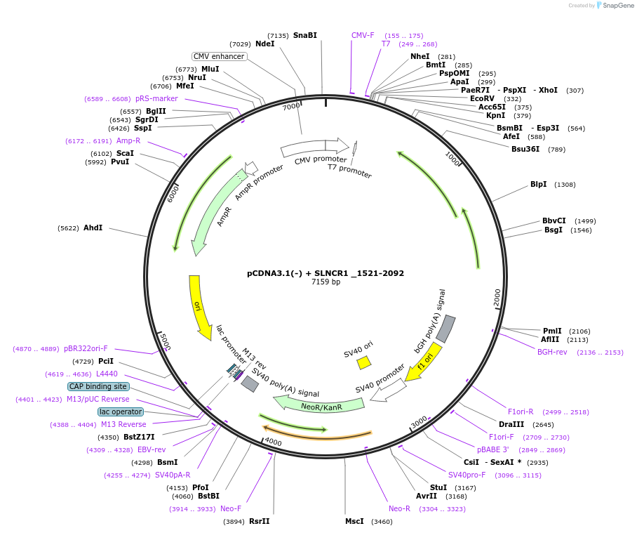 86824-plasmid-map-sequence-id-173326