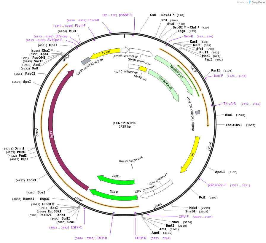 32955-plasmid-map-sequence-id-173332