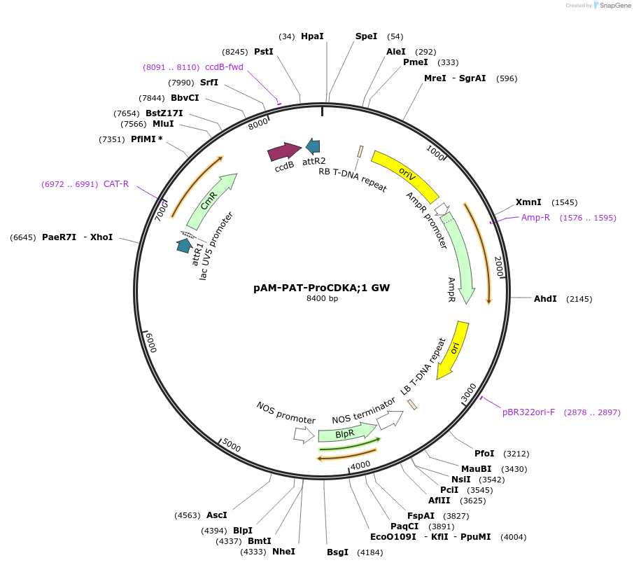 79750-plasmid-map-sequence-id-173334