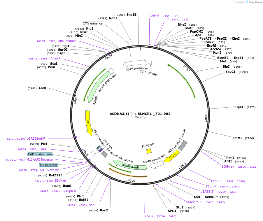 86821-plasmid-map-sequence-id-173344