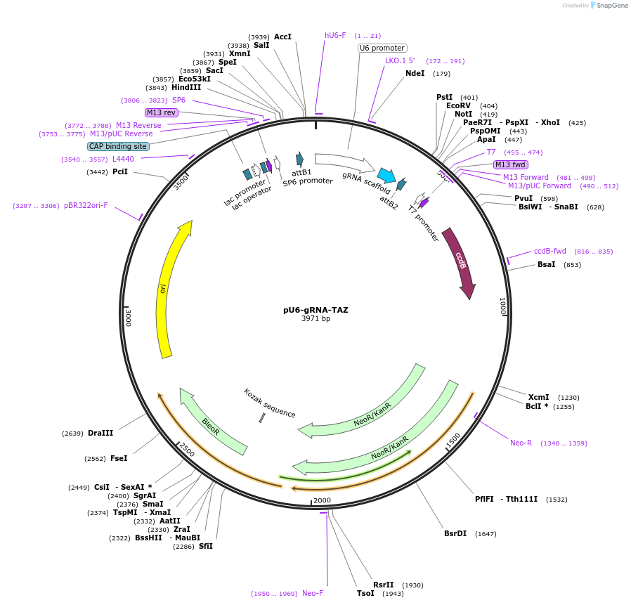 86688-plasmid-map-sequence-id-173348