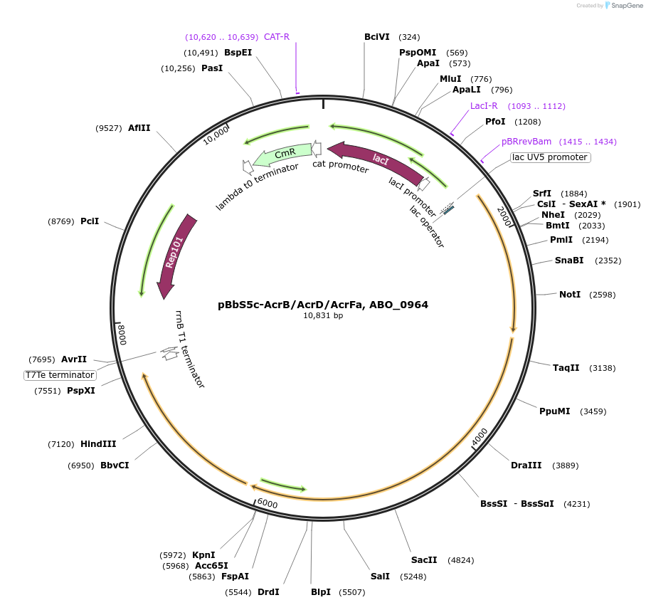 86206-plasmid-map-sequence-id-173351