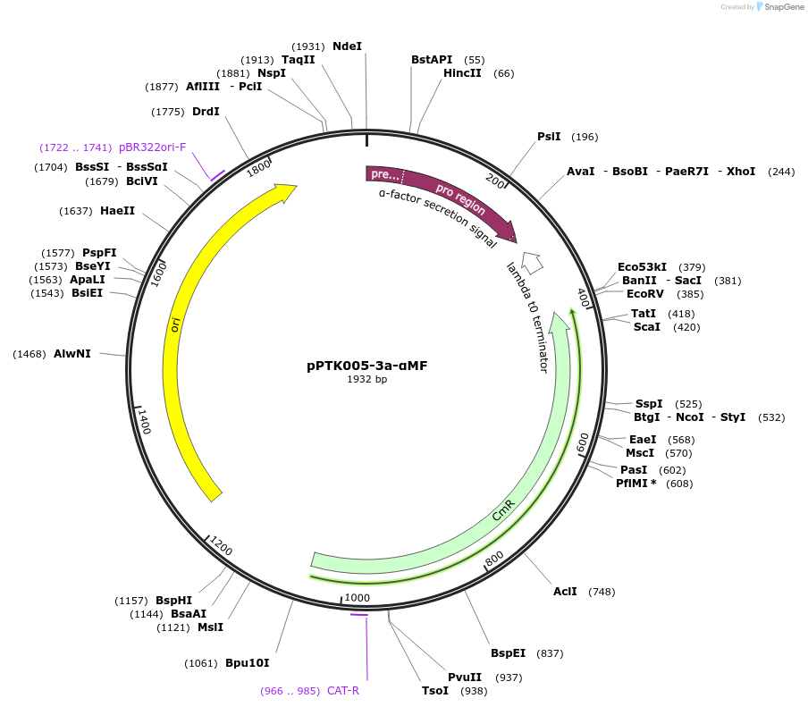 84964-plasmid-map-sequence-id-173354