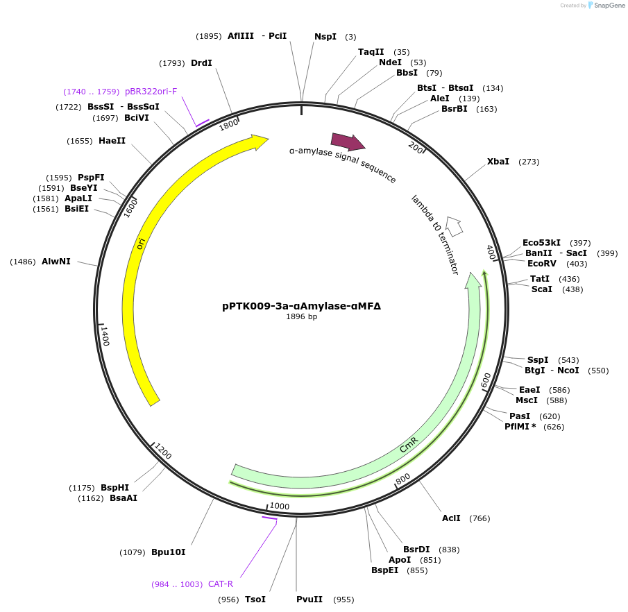84968-plasmid-map-sequence-id-173355