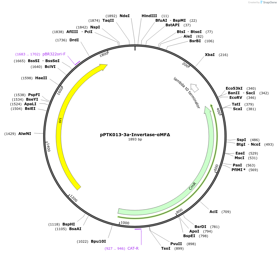84972-plasmid-map-sequence-id-173356