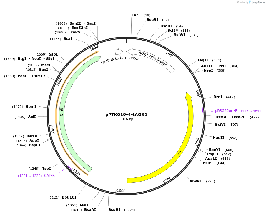 84988-plasmid-map-sequence-id-173357
