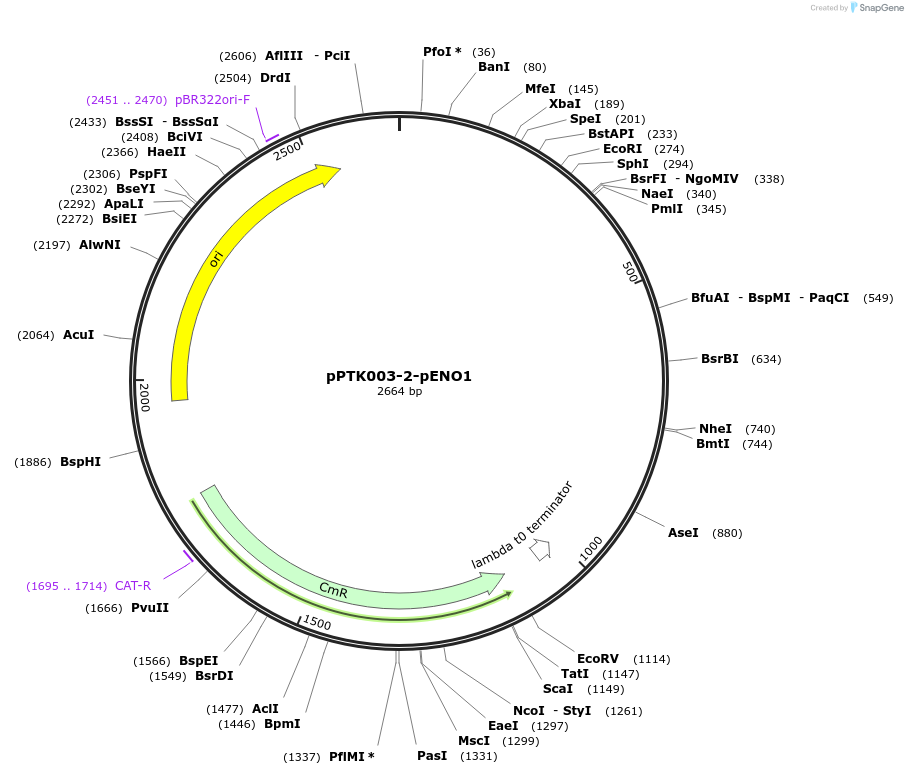 84962-plasmid-map-sequence-id-173358