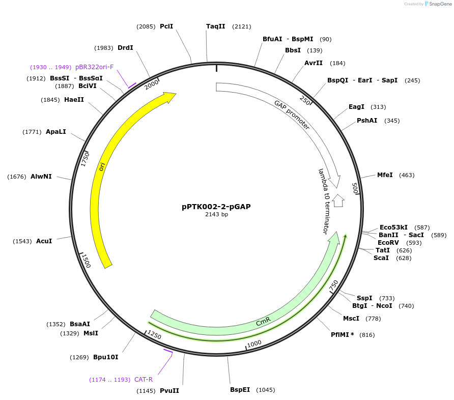 84961-plasmid-map-sequence-id-173359