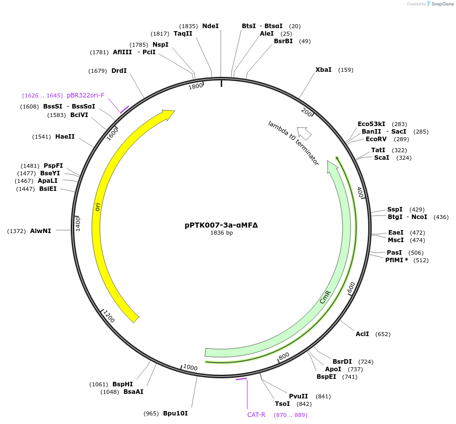 84966-plasmid-map-sequence-id-173360