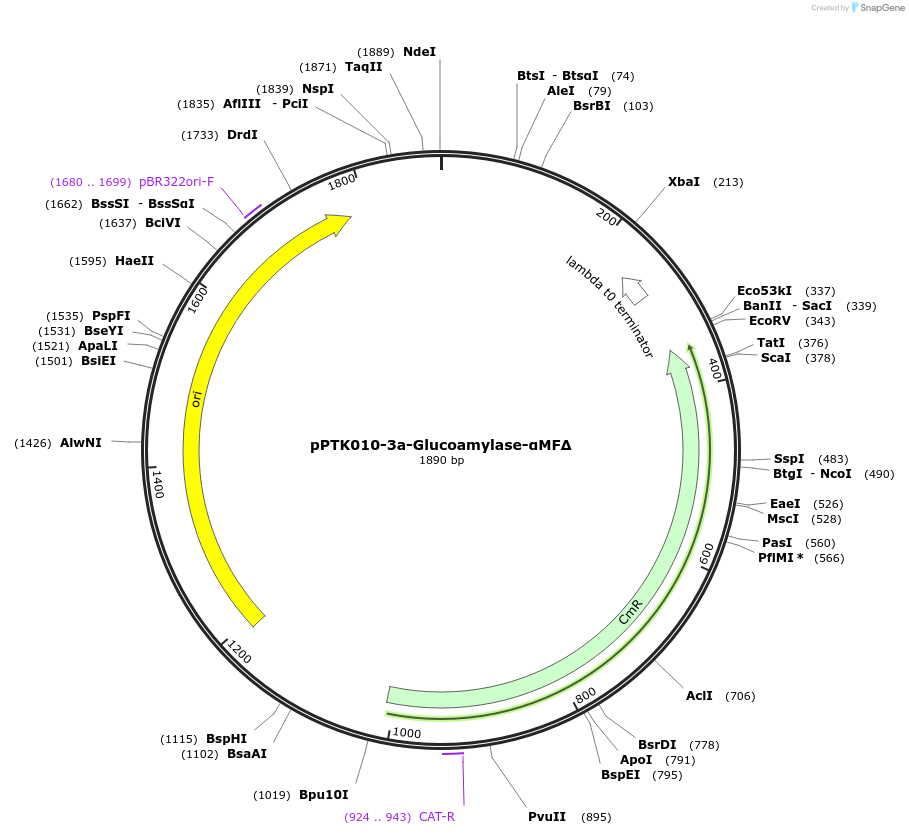 84969-plasmid-map-sequence-id-173361