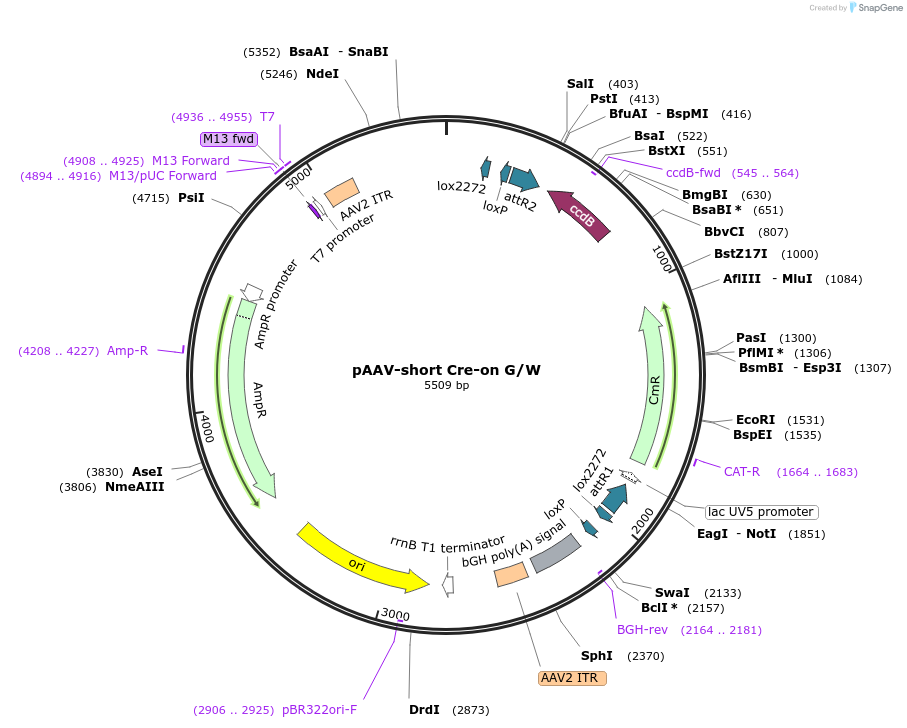 86949-plasmid-map-sequence-id-173363