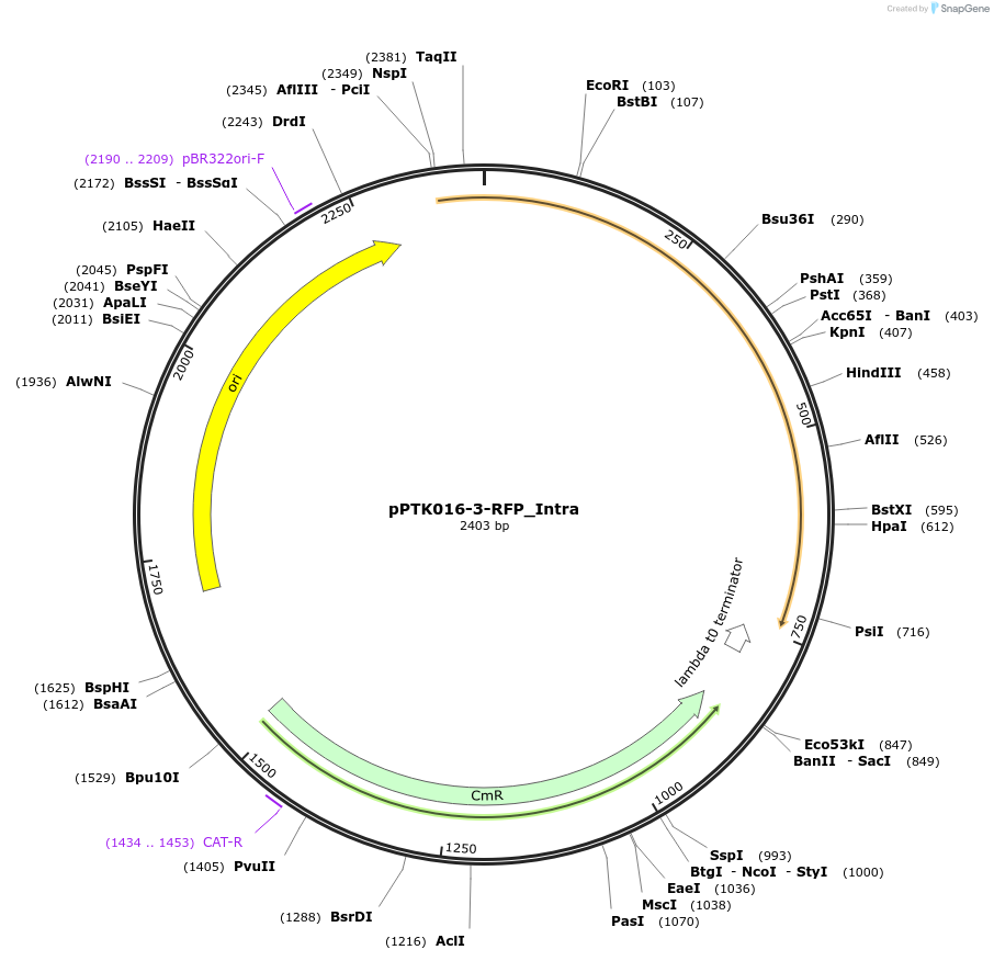84975-plasmid-map-sequence-id-173369