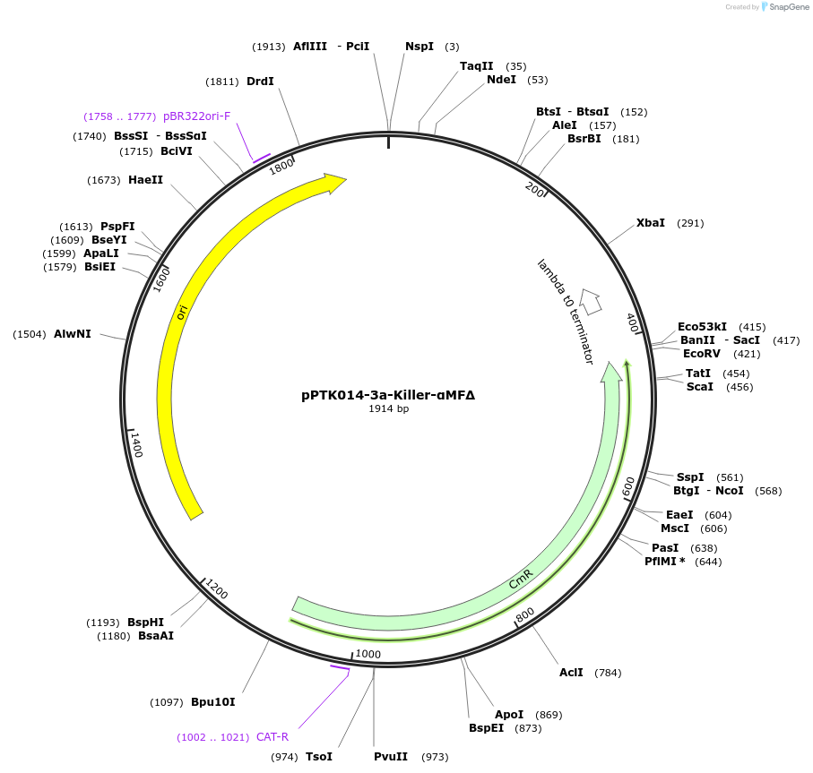 84973-plasmid-map-sequence-id-173371
