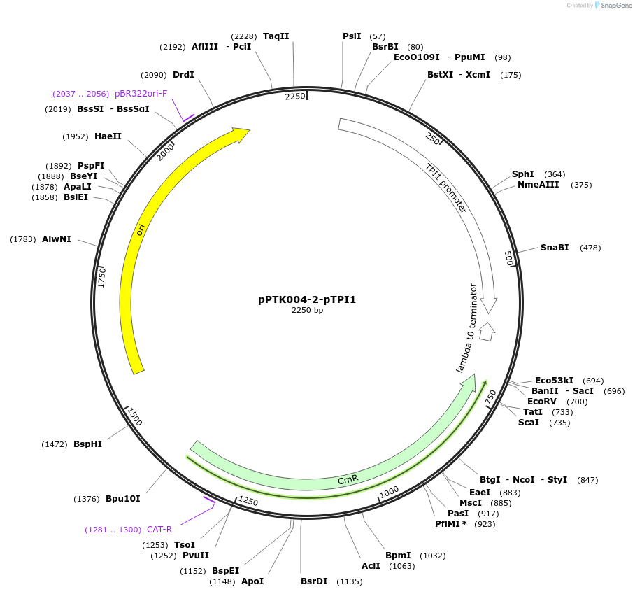 84963-plasmid-map-sequence-id-173372