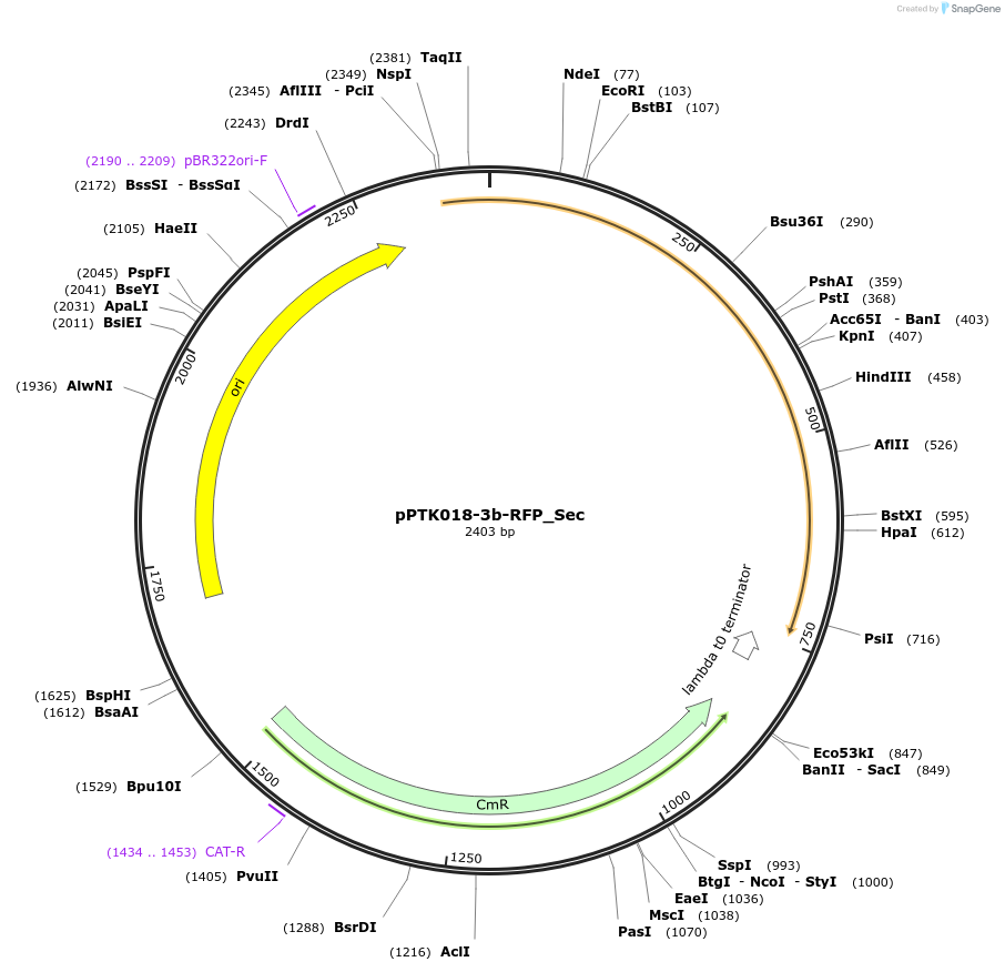 84977-plasmid-map-sequence-id-173373