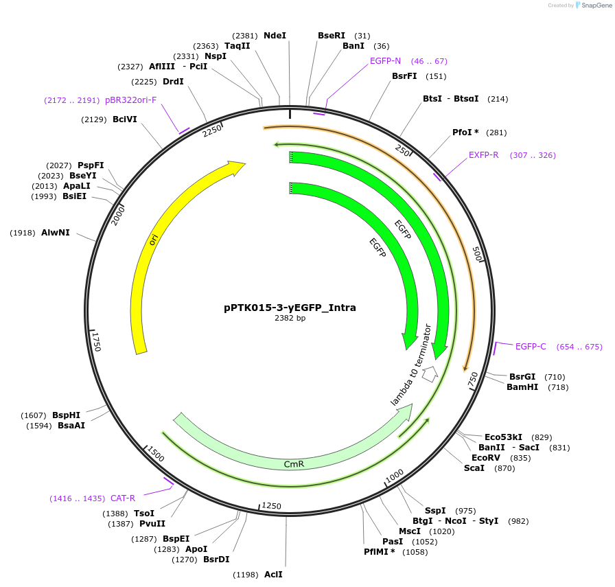 84974-plasmid-map-sequence-id-173374