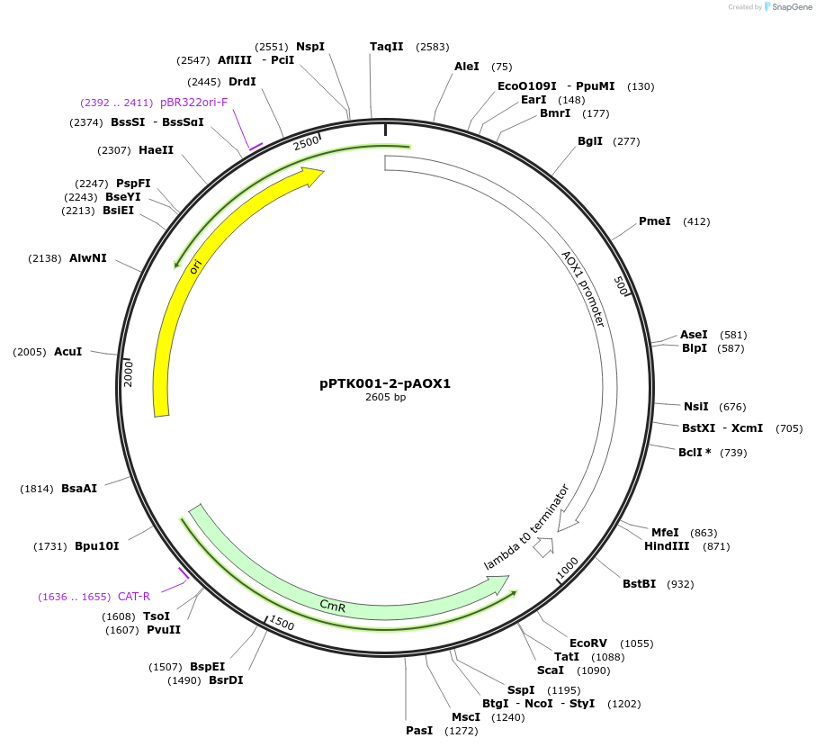 84960-plasmid-map-sequence-id-173375
