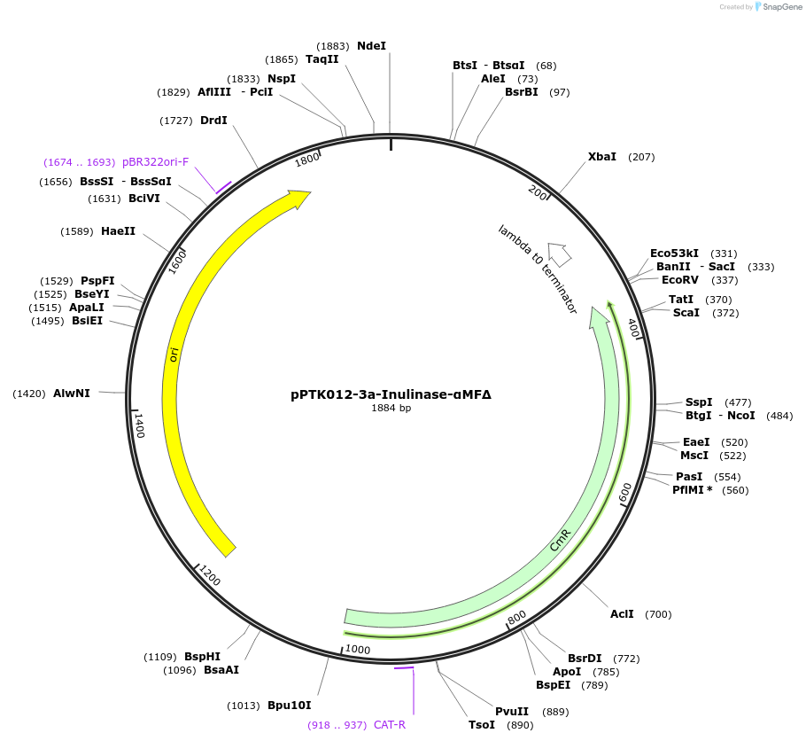 84971-plasmid-map-sequence-id-173376