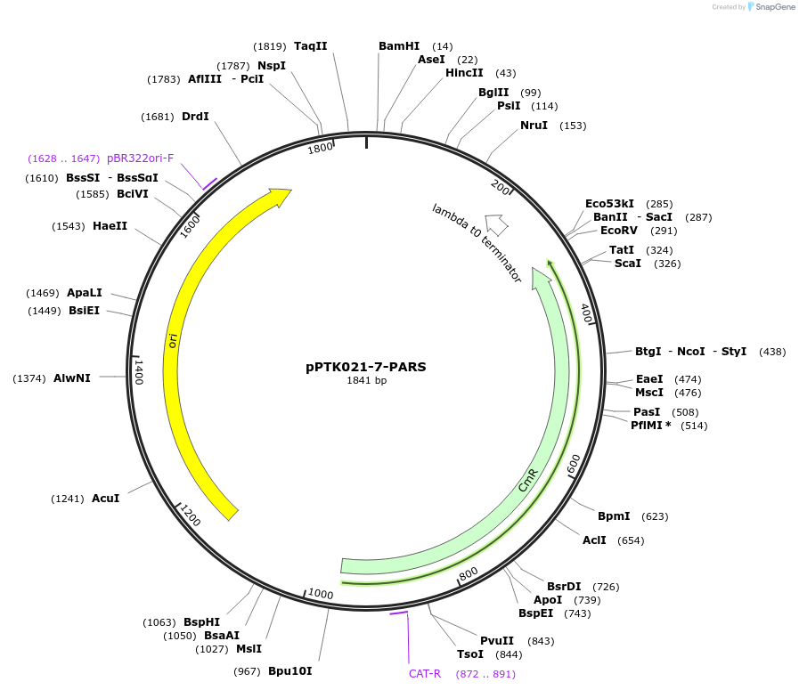 84990-plasmid-map-sequence-id-173378